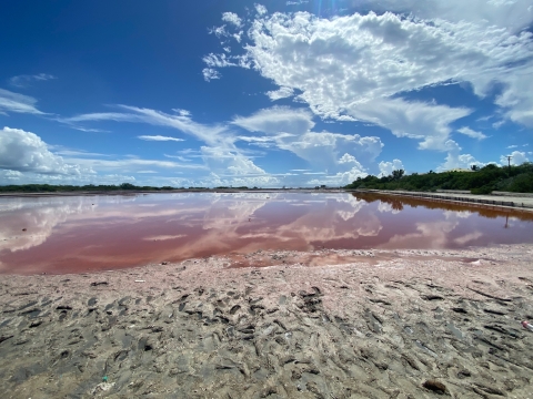 Cabo Rojo NWR Salt Flats Unit - View of Pink Waters