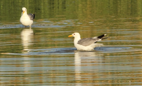 California gull on a wetland at Bear River Migratory Bird Refuge