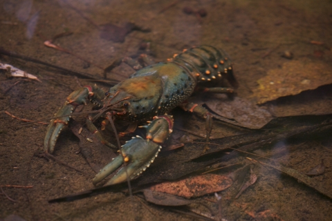 A blue cray fish with orange patches sits on a leaf strewn sandy stream bed.