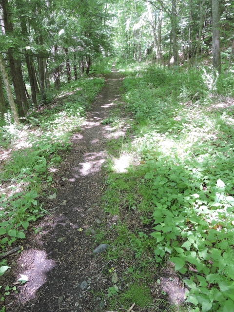 A small trail leads off into the forest.
