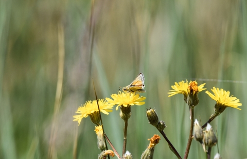 A close up of a small orange butterfly on yellow flowers.