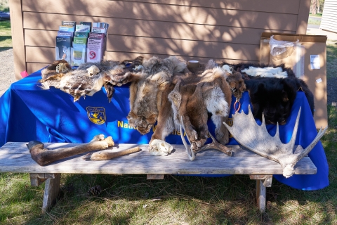 A group of mammal furs, antlers, and amputated feet rests on a table as a display