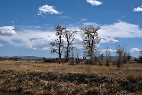 the landscape of the San Luis Valley is shown at Alamosa National Wildlife Refuge. A variety of plants against a cloudy, blue sky.
