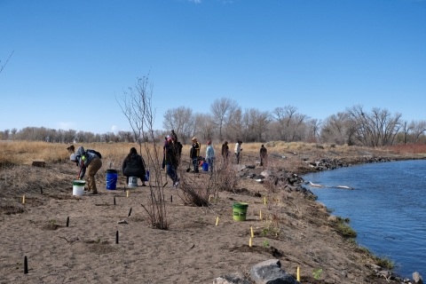 people are seen planting native plants on the riverbank of the Rio Grande