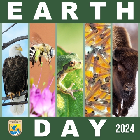 A collage image of animals, including a bald eagle, digger bee, eastern gray treefrog, trout in sac fry stage and wood bison, and the Service's logo in the bottom left corner. Earth Day 2024