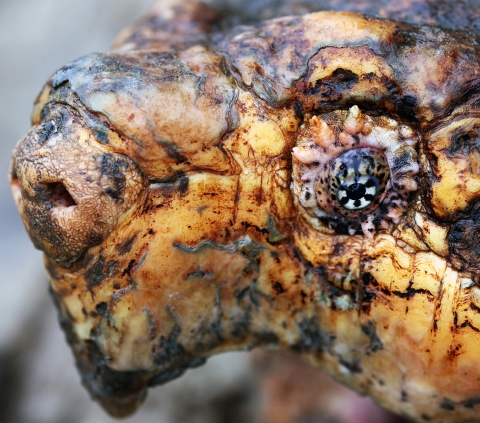 A close up shows the unusual eye of a Suwannee alligator snapping turtle. 