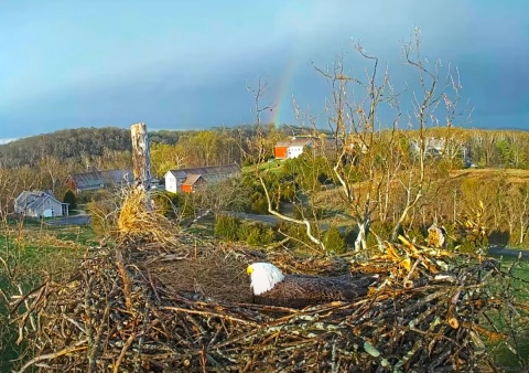 Female bald eagle on the NCTC nest with a rainbow in the background. 