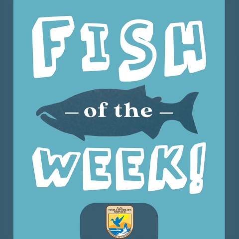 Fish of he Week poster image. 