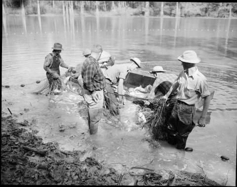 6 or 7 men drawing in fish with a seine or net near the shore of a lake