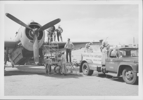 Fishery representatives and hatchery personnel helping to pour fingerling Trout into plane for stocking in Lake Powell