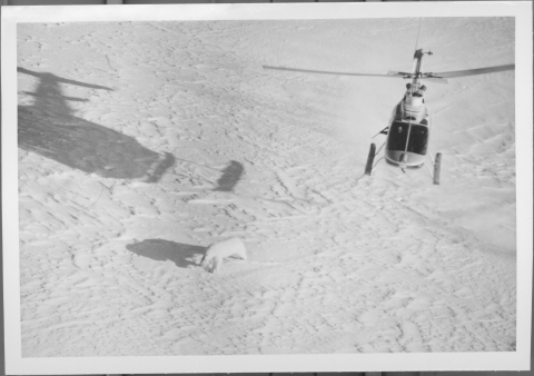 U.S. Fish and Wildlife Service employee in a helicopter darting a Polar Bear