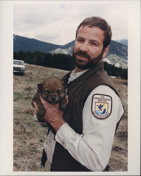 bearded man wearing a U.S. Fish and Wildlife Service uniform, and holding a Gray wolf pup 