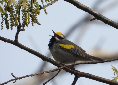 Golden-winged Warbler singing