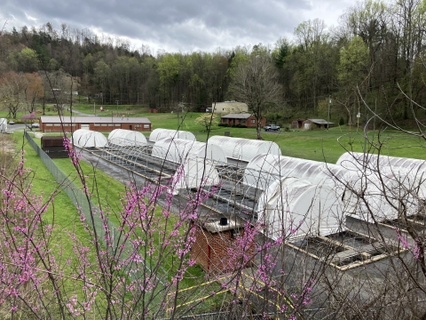 A picture of the back of the current hatchery building and the raceways at Erwin National Fish Hatchery. The raceways are partially covered by round, white tents. 