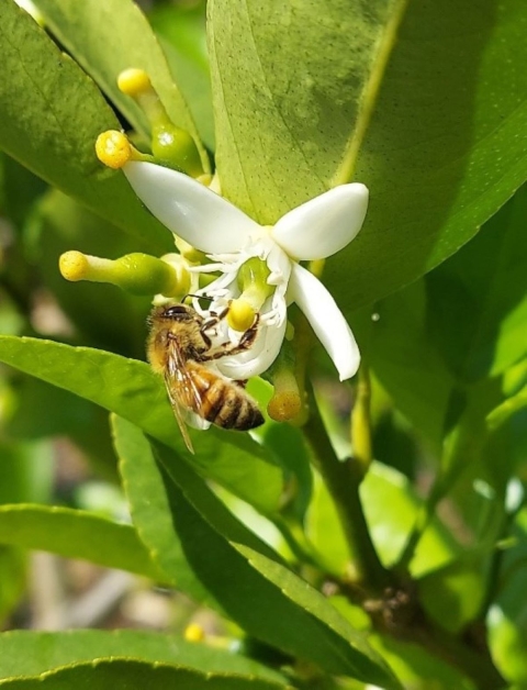 a honeybee rests on a white star-shaped flower on a citrus tree