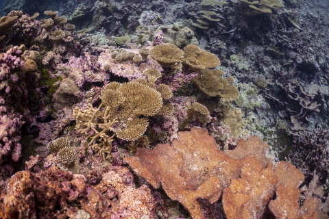 Palmyra Atoll coral reef