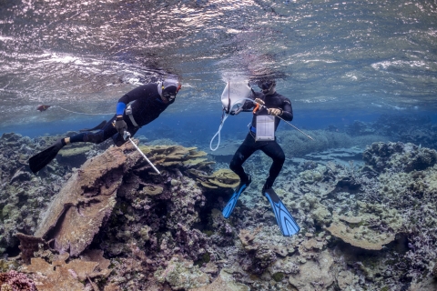 Snorkelers surveying the reef