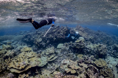 Snorkelers surveying the reef