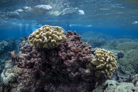 Palmyra Atoll coral reef