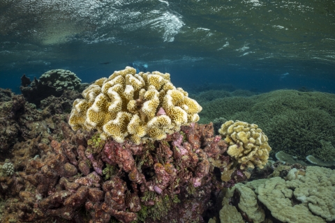 Palmyra atoll coral reef