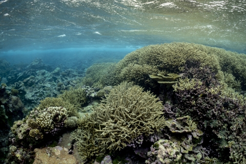 Palmyra Atoll coral reef
