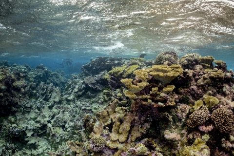 Palmyra Atoll coral reef