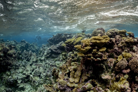 Palmyra Atoll coral reef