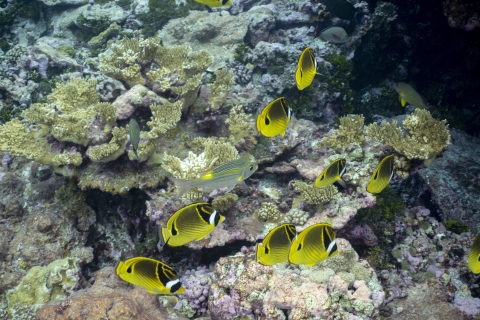 Raccoon butterflyfish