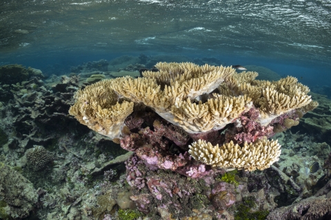Palmyra Atoll coral reef