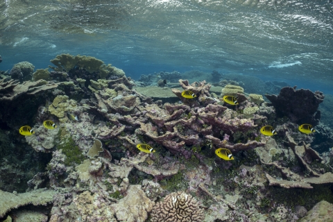 Raccoon butterflyfish