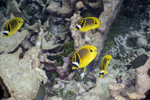 Raccoon butterflyfish
