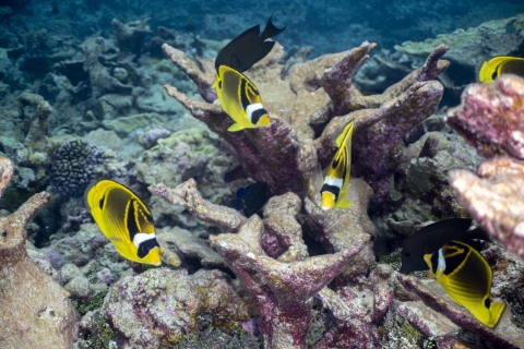 Raccoon Butterflyfish
