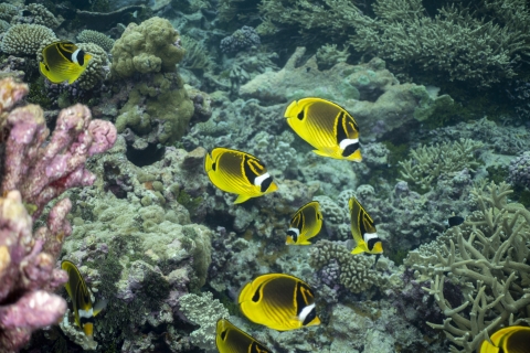 Raccoon Butterflyfish