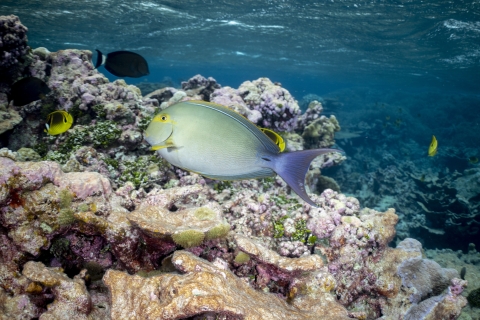 Yellowfin surgeonfish