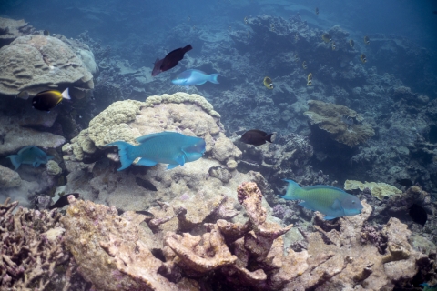 Steephead parrotfish