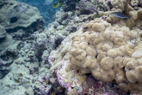 Invasive corallimorph covering coral reef