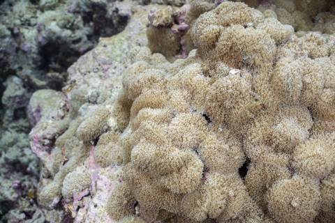 Invasive corallimorph covering coral reef