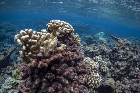Palmyra Atoll coral reef