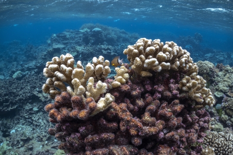 Palmyra Atoll coral reef
