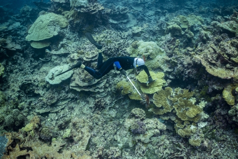 Biologist searching for crown-of-thorns starfish