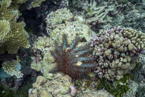 Crown-of-thorns starfish