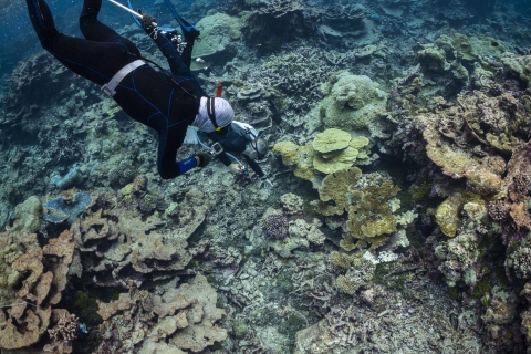 Biologist searches for crown-of-thorns starfish