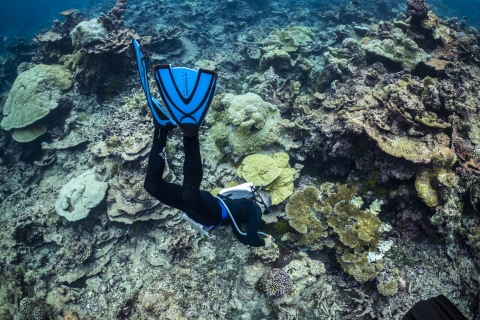 Biologist searches for crown-of-thorns starfish