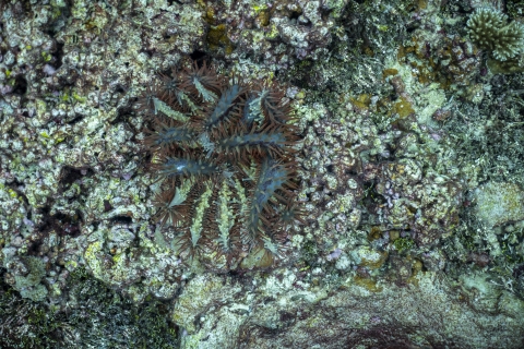 Crown-of-thorns starfish