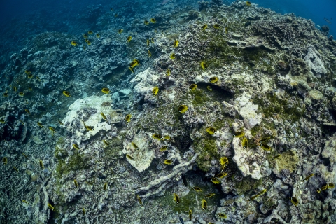 Raccoon butterflyfish