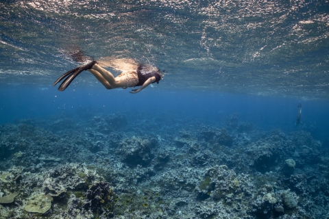  Snorkeler explores Palmyra's reef