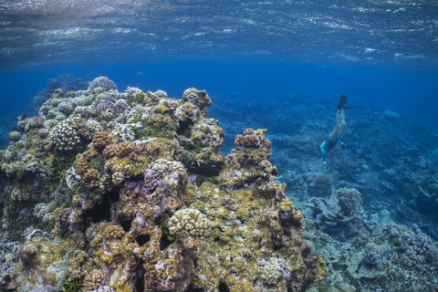 Snorkeler explores Palmyra's reef