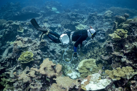 Snorkelers surveying the reef at Palmyra Atoll
