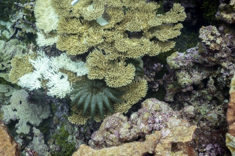 Crown-of-thorns starfish