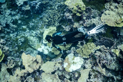 Snorkelers surveying the reef 